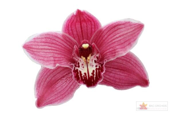 Cymbidium large flowered MONICA