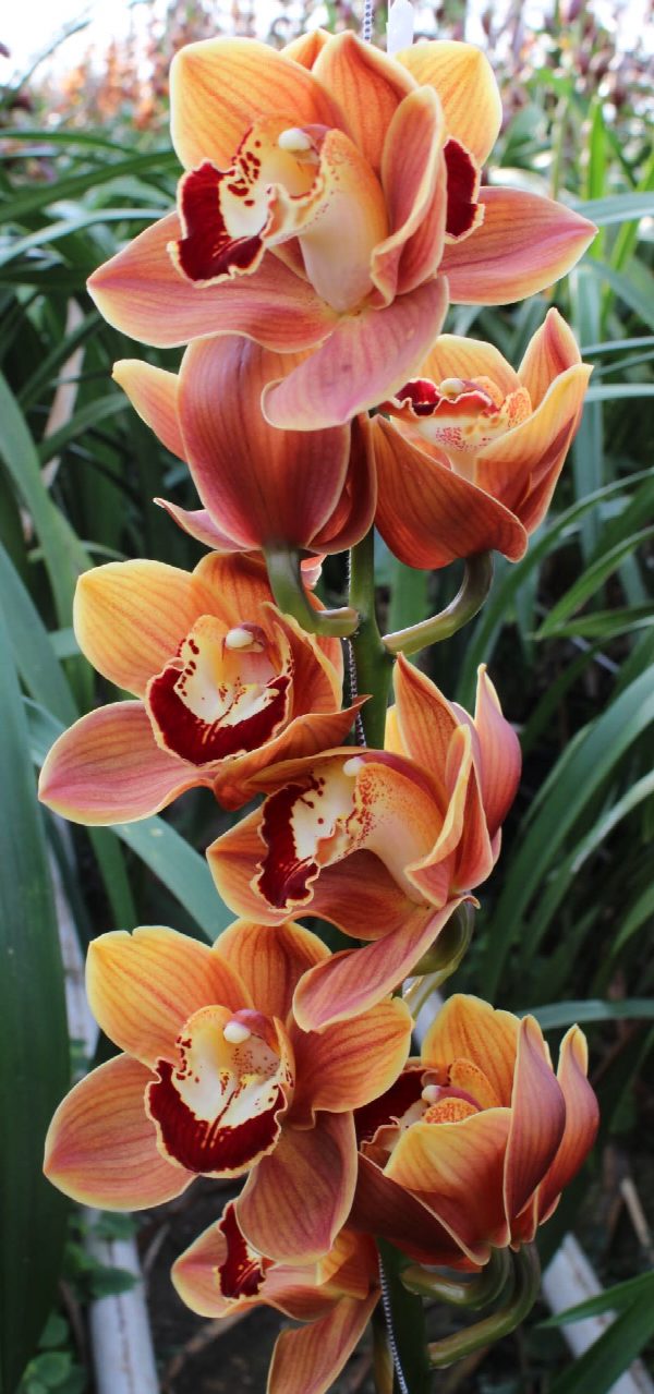 Cymbidium large flowered RENE S WISH, foto 3
