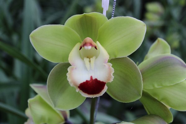 Cymbidium large flowered TOP SPOT, фото 2
