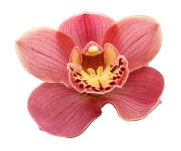 Cymbidium large flowered CORAL SUN, фото 5