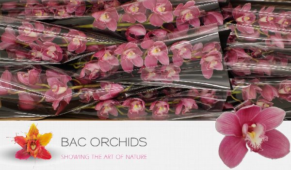 Cymbidium large flowered BRAEMAR, photo 4
