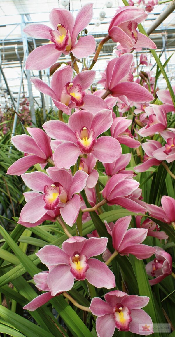 Cymbidium large flowered RUBY ROSE, foto 4