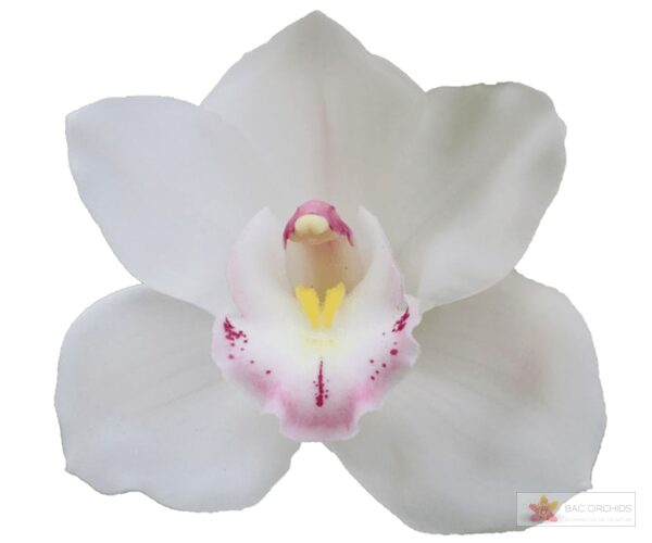 Cymbidium large flowered KILIMANJARO