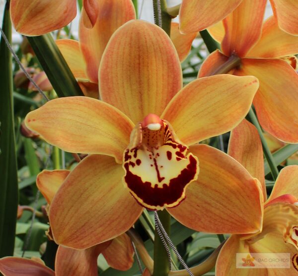 Cymbidium large flowered CHARLY BROWN, foto 4