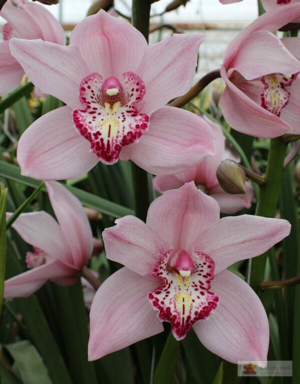 Cymbidium large flowered PINK BRILJANT, photo 2