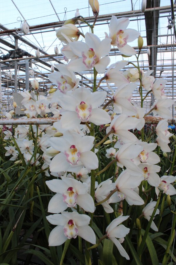 Cymbidium large flowered HMS WHITE SENSATION, foto 4