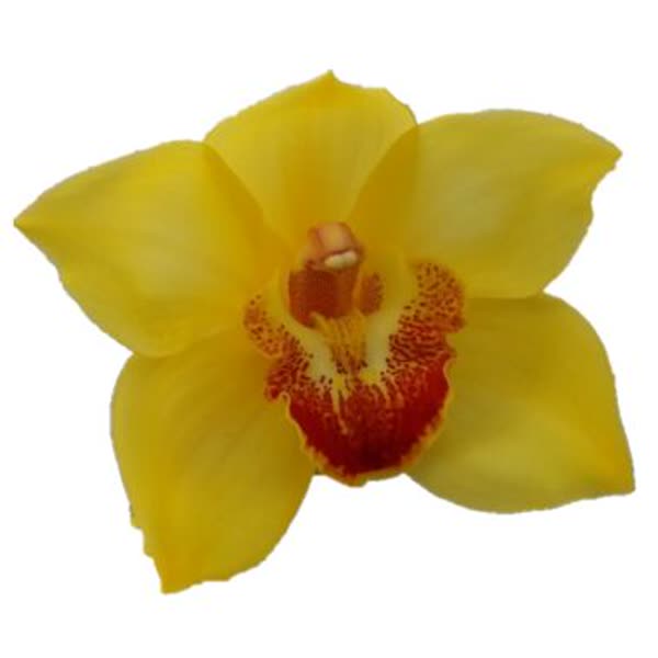 Cymbidium large flowered GOLDEN FLEECE, foto 5