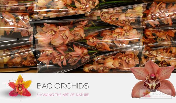 Cymbidium large flowered BROWNY, foto 5