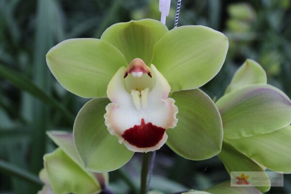 Cymbidium large flowered TOP SPOT, photo 2