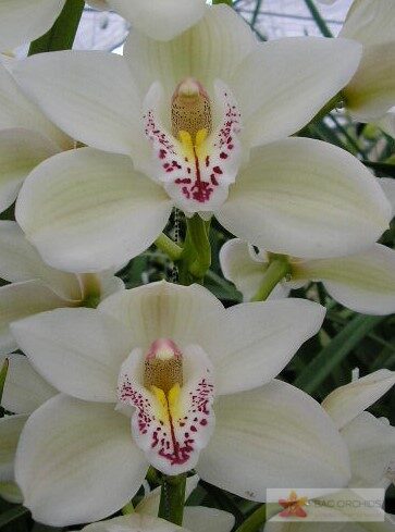 Cymbidium large flowered CASCADE, фото 5