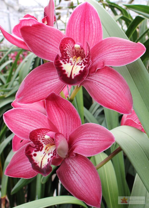 Cymbidium large flowered BAROLO, foto 3