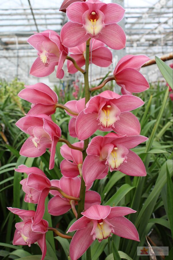 Cymbidium large flowered GERRY, foto 3