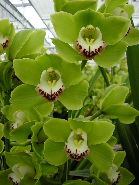 Cymbidium large flowered ALI ANDERSON, foto 4