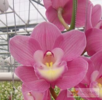Cymbidium large flowered MARITA, photo 3