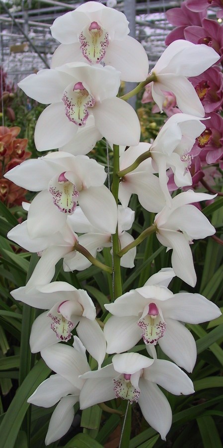 Cymbidium large flowered MRS SUGAR LEE, foto 2