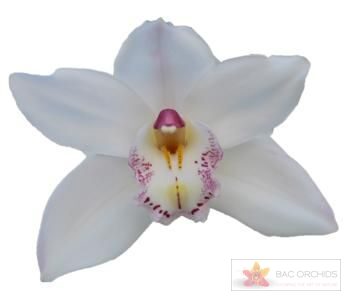 Cymbidium large flowered WHITE SENSATION