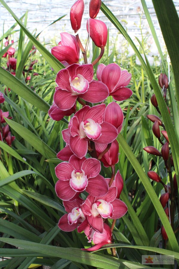 Cymbidium large flowered PINK PHANTER, foto 2