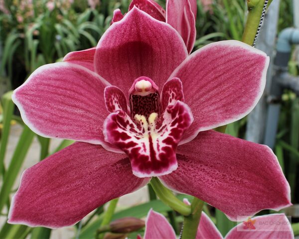 Cymbidium large flowered RED ROCK, foto 4