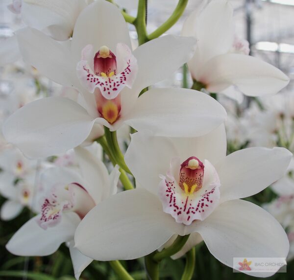 Cymbidium large flowered SILVER, foto 3