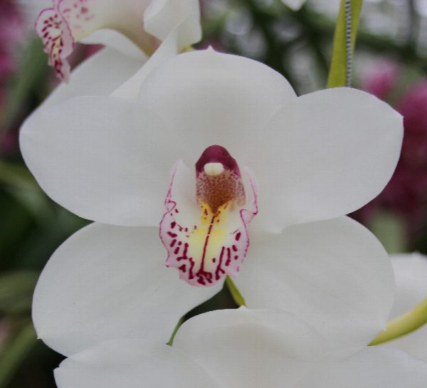 Cymbidium large flowered VANITY, foto 5