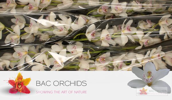 Cymbidium large flowered VENEZIA, foto 5