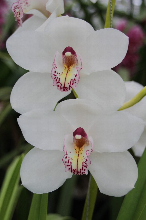 Cymbidium large flowered VANITY, foto 2