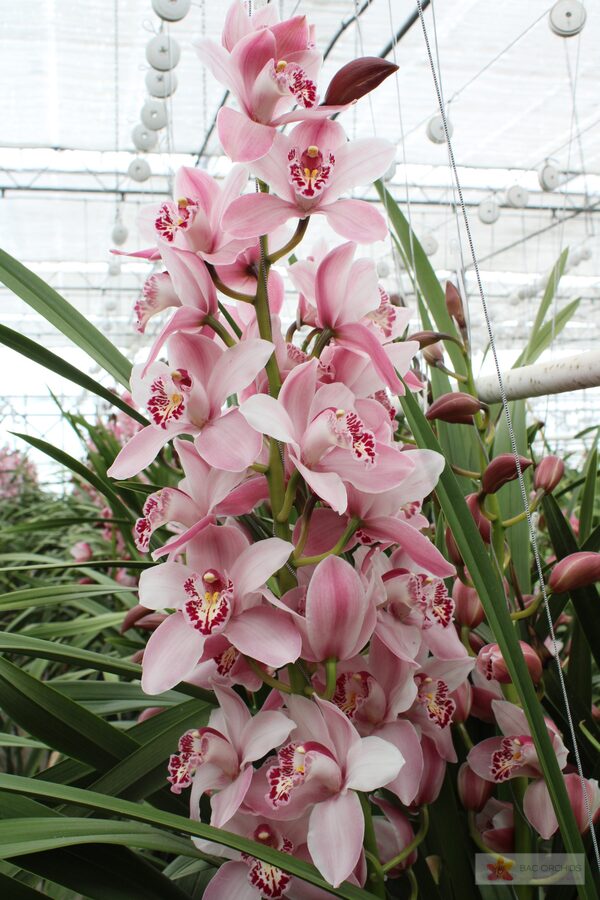 Cymbidium large flowered CINDY, foto 5