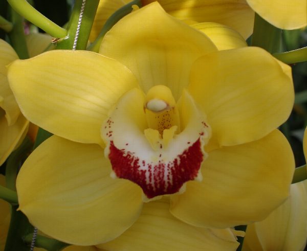 Cymbidium large flowered MIMOSA, foto 2