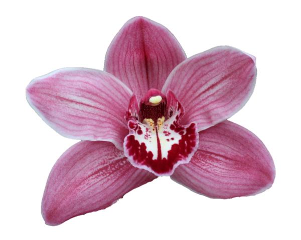 Cymbidium large flowered CYMB T, foto 3