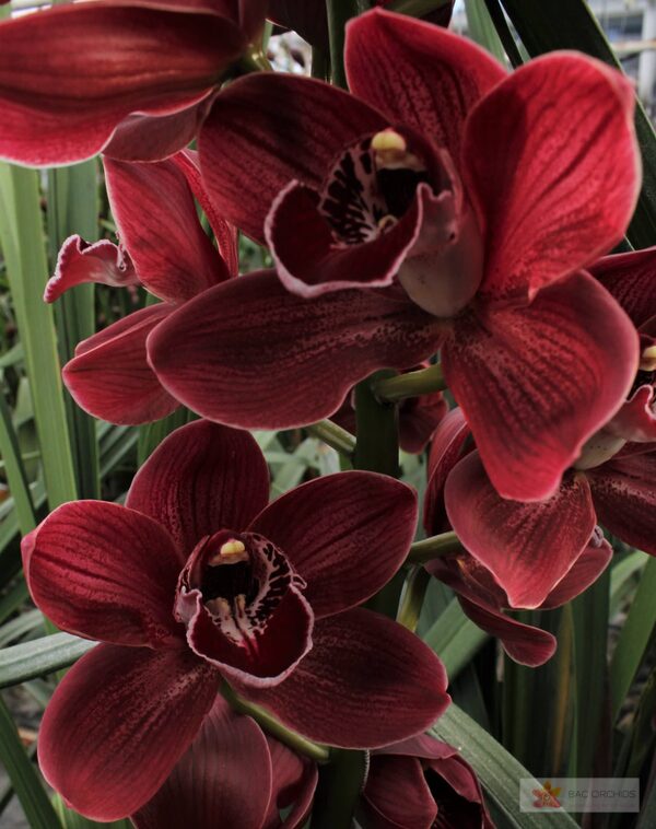 Cymbidium large flowered HADES, foto 4