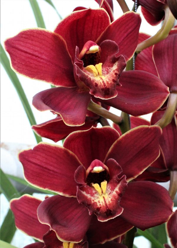Cymbidium large flowered PONTAC, foto 3