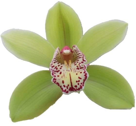 Cymbidium large flowered Cymbidium Hans, фото 4