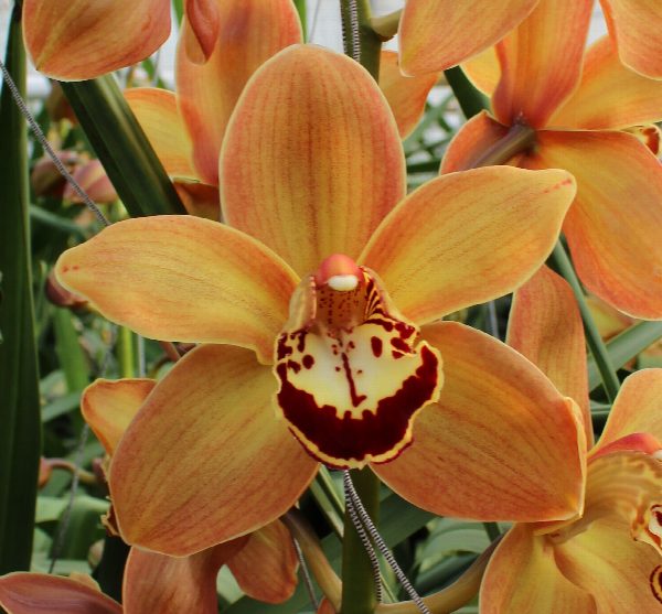 Cymbidium large flowered CHARLY BROWN, foto 2