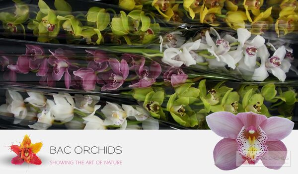 Cymbidium large flowered GEM, foto 4