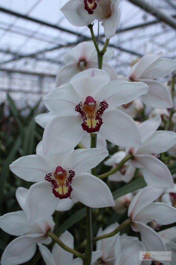 Cymbidium large flowered MAZURKA, foto 2