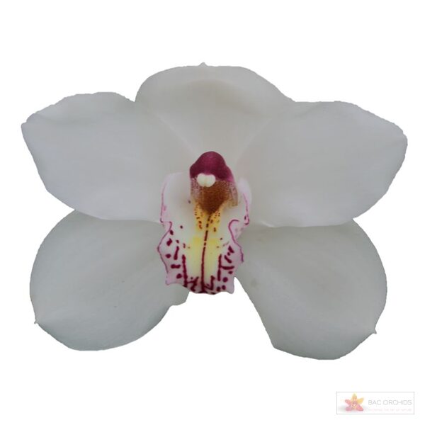 Cymbidium large flowered VANITY