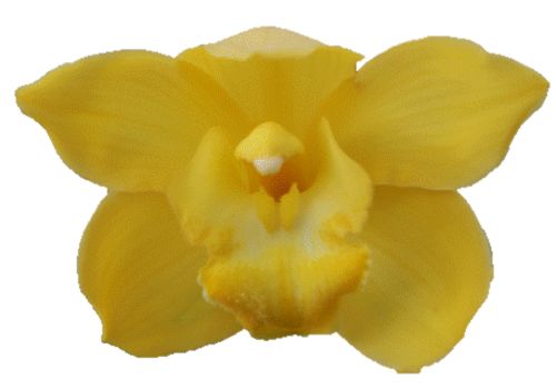 Cymbidium large flowered ALBINO YELLOW, foto 4