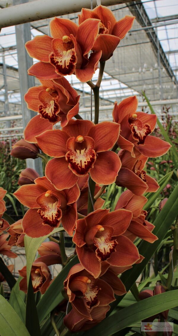 Cymbidium large flowered BRITNEY, photo 4