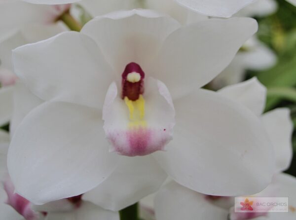 Cymbidium large flowered DOS PUEBLOS, foto 3