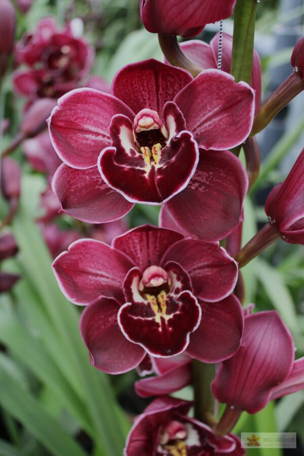 Cymbidium large flowered ETERNAL PURPLE, foto 3