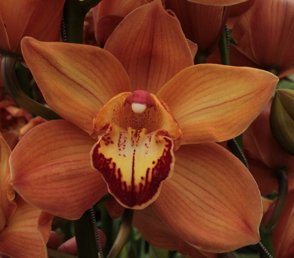 Cymbidium large flowered ARANCIA, foto 4