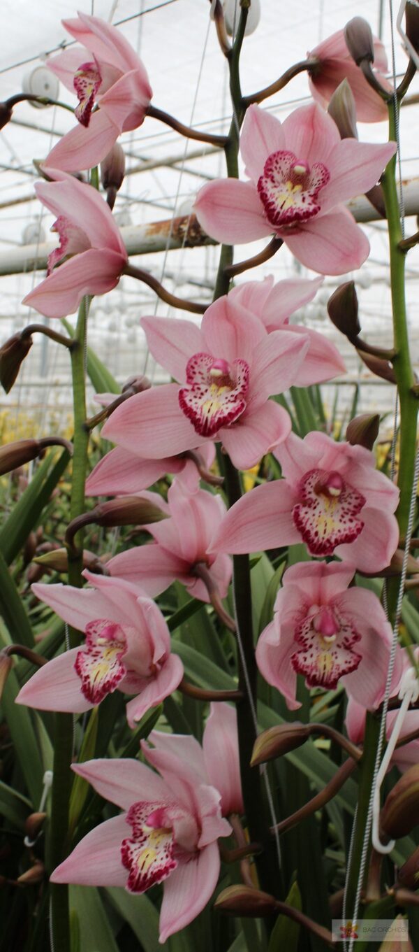 Cymbidium large flowered PINK BRILJANT, photo 4
