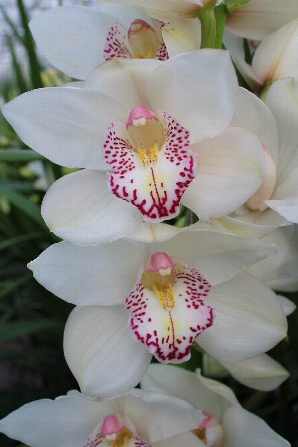 Cymbidium large flowered HMS LISETTE, foto 4