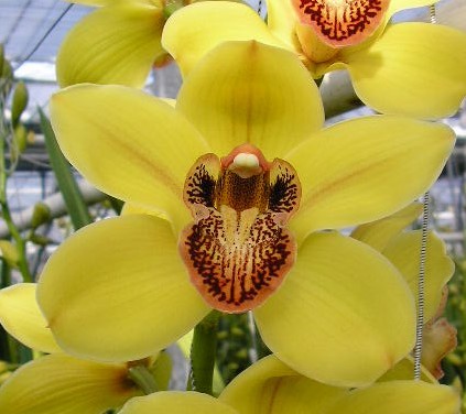 Cymbidium large flowered Cymt T Nevada, foto 4