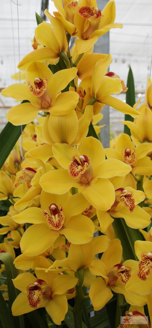Cymbidium large flowered NEVADA, фото 4