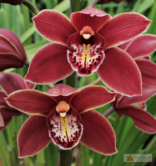 Cymbidium large flowered GRAND CANYON, foto 4