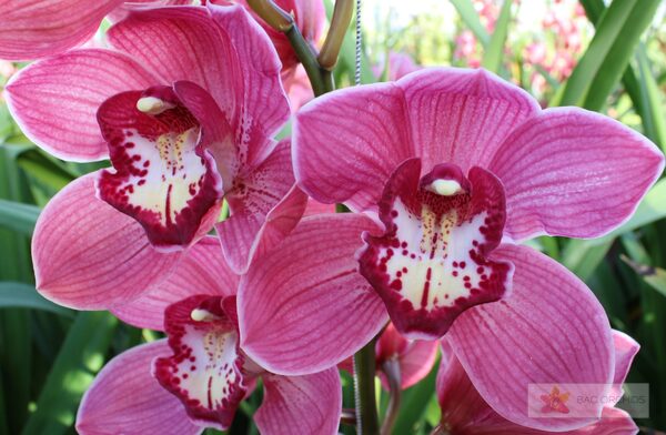 Cymbidium large flowered RED DREAM, фото 3