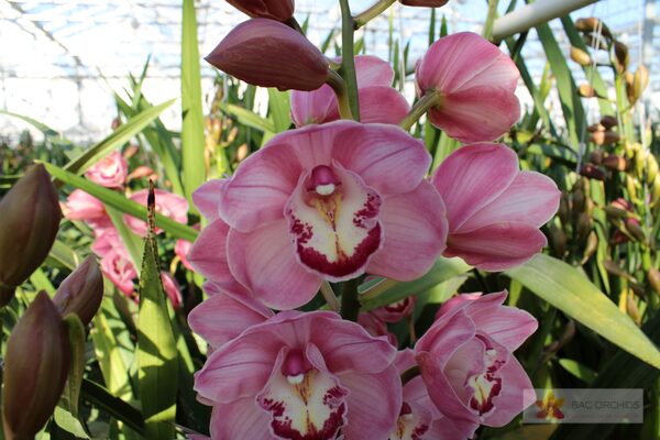 Cymbidium large flowered KIWI SUE, photo 3