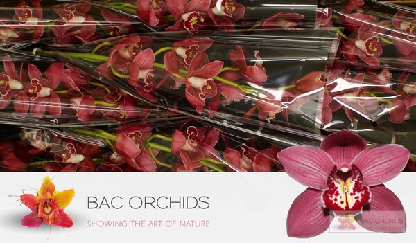 Cymbidium large flowered TRINITY, foto 4