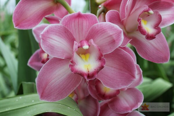 Cymbidium large flowered AQUARELLA, foto 4